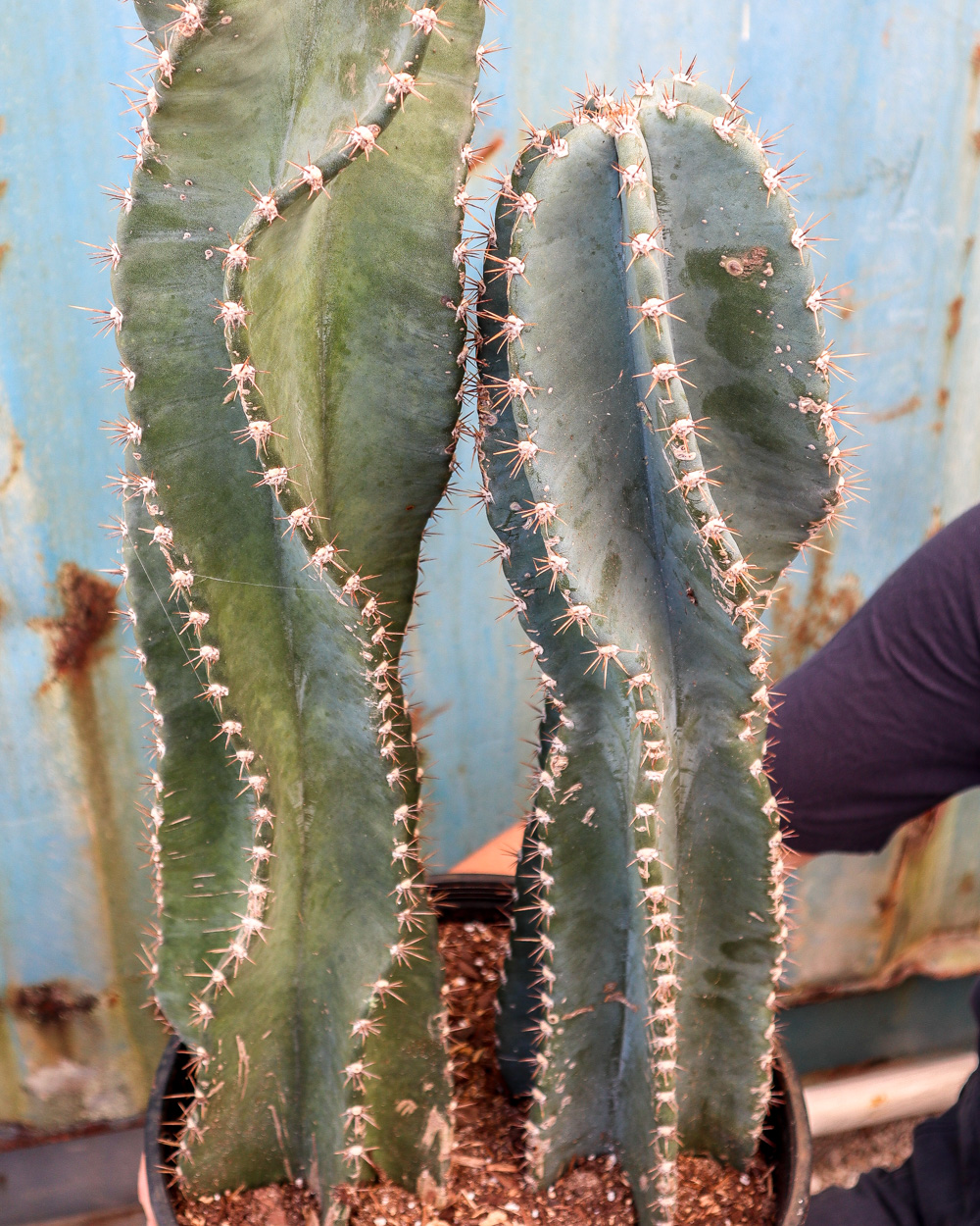 Buy Cereus peruvianus, Peruvian Apple Cactus | Free ...