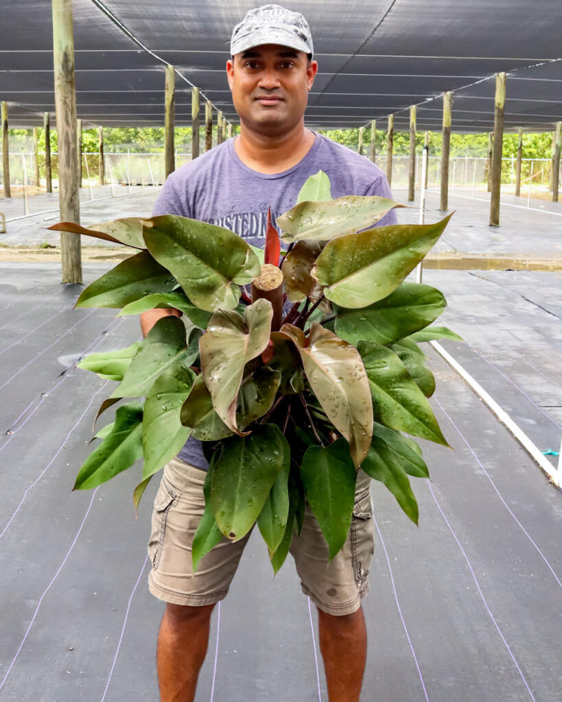 Philodendron Bloody Mary Image