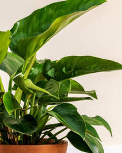 Green Congo Philodendron | PlantVine