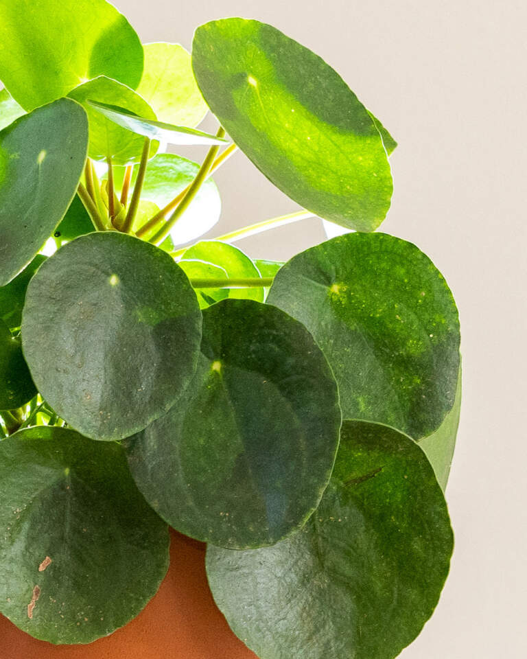 Buy Pilea Peperomioides, Chinese Money Plant | Get 10% OFF