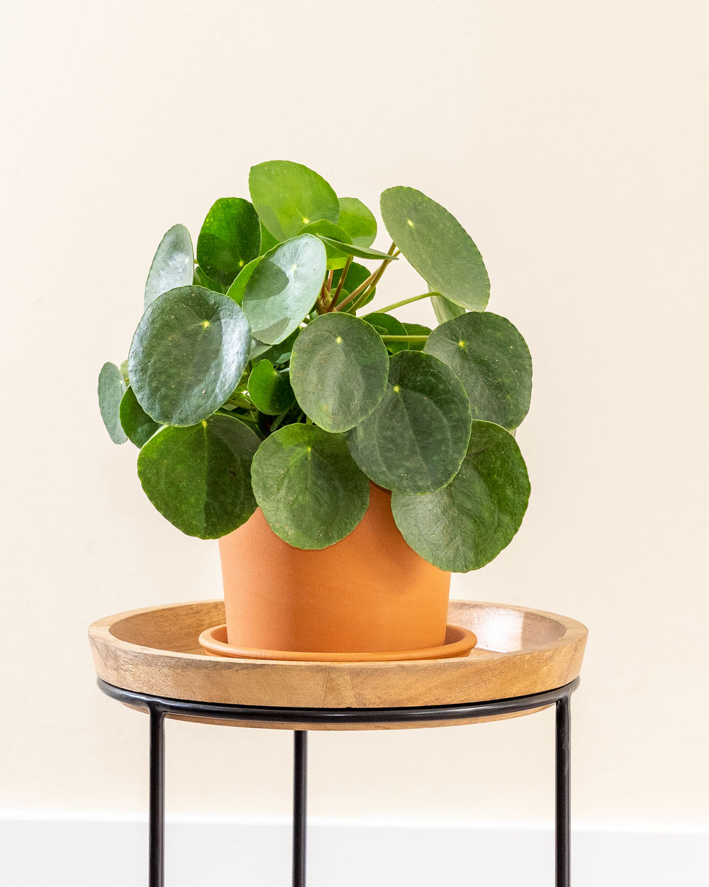 Pilea Chinese Money Plant | Get OFF