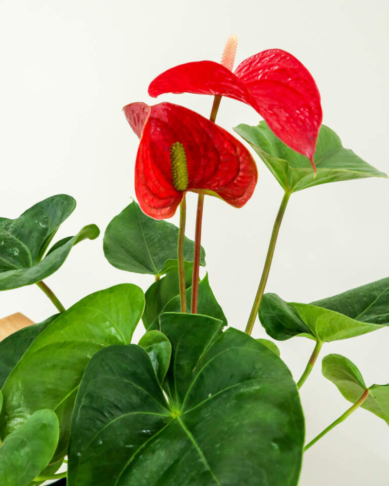 Red Anthurium | PlantVine