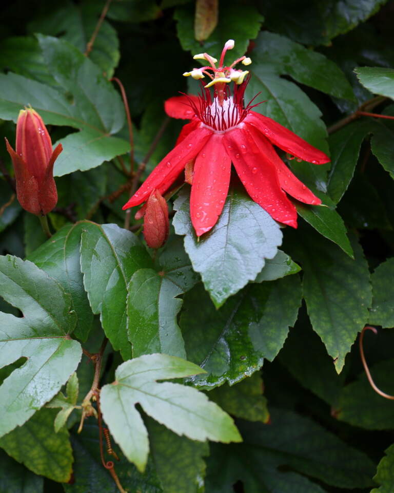 Red Passion Flower Vine, Passiflora coccinea | PlantVine