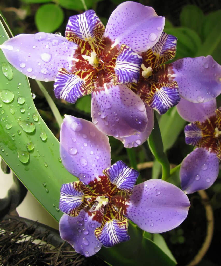 Neomarica caerulea ‘Regina’, Regina Iris, Giant Apostle’s Iris PlantVine