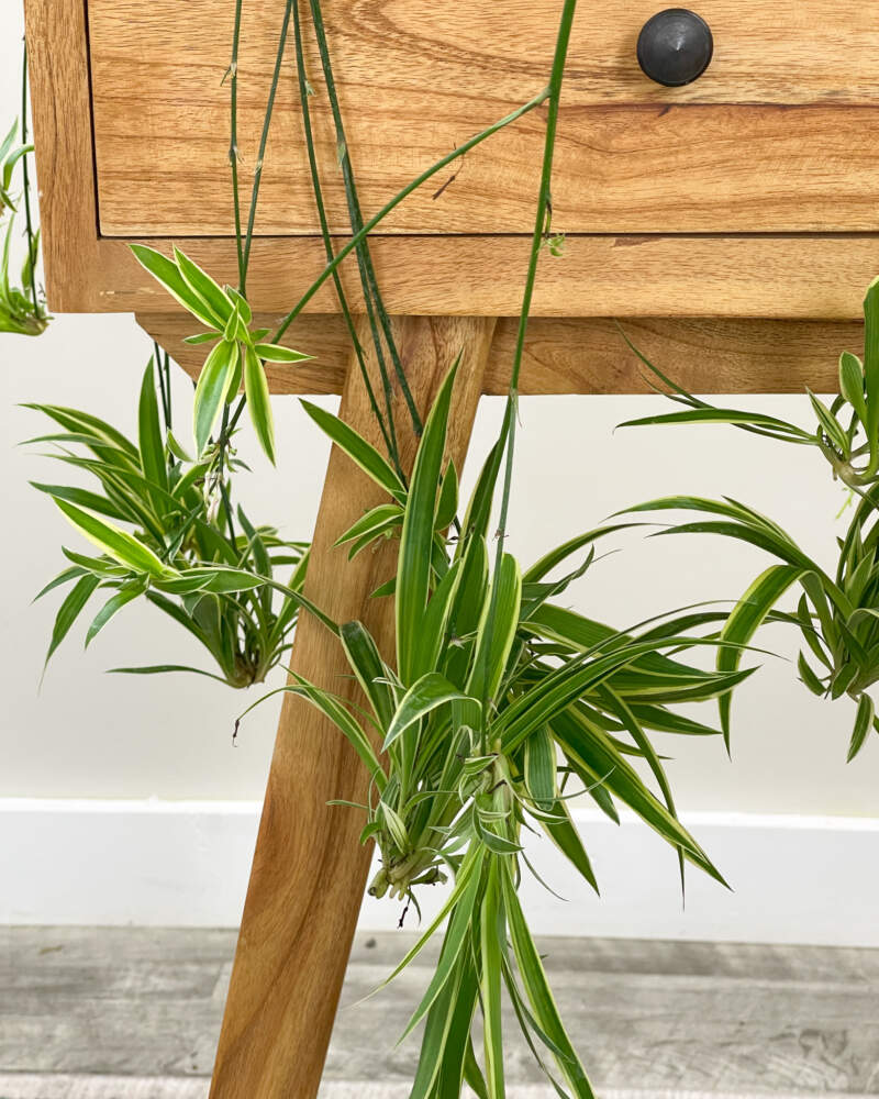 Chlorophytum comosum Vittatum Houseplant Spider Plant Variegated
