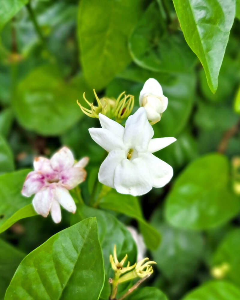 maid of orleans arabian jasmine