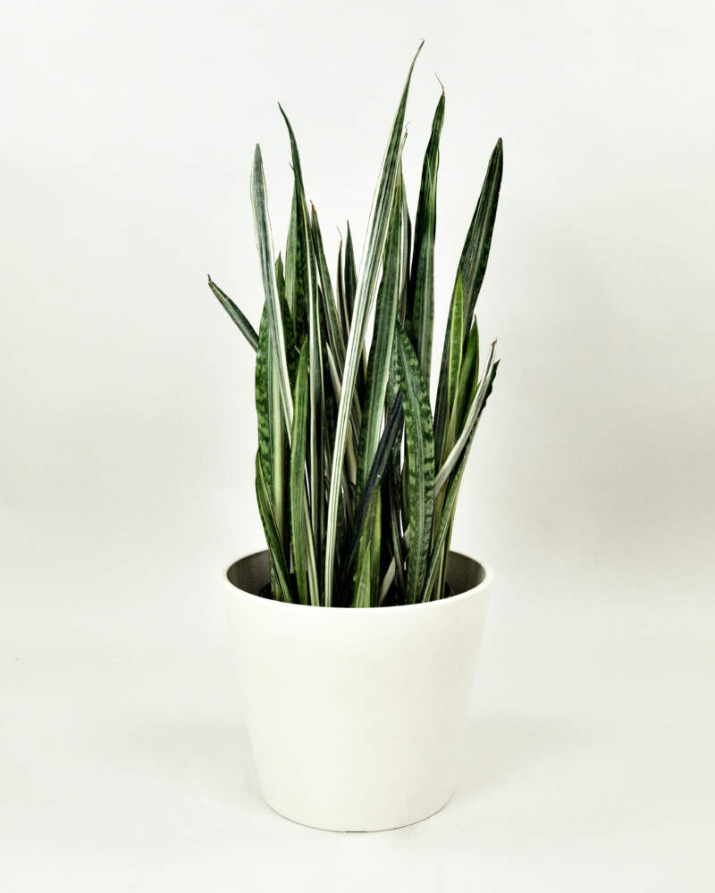 https://www.plantvine.com/plants/Sansevieria-Bantel-Sensation-Main-800x1000.jpg