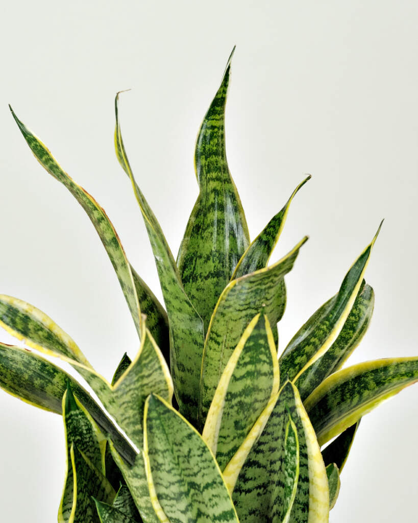 Sansevieria Trifasciata ‘futura Superba Plantvine 