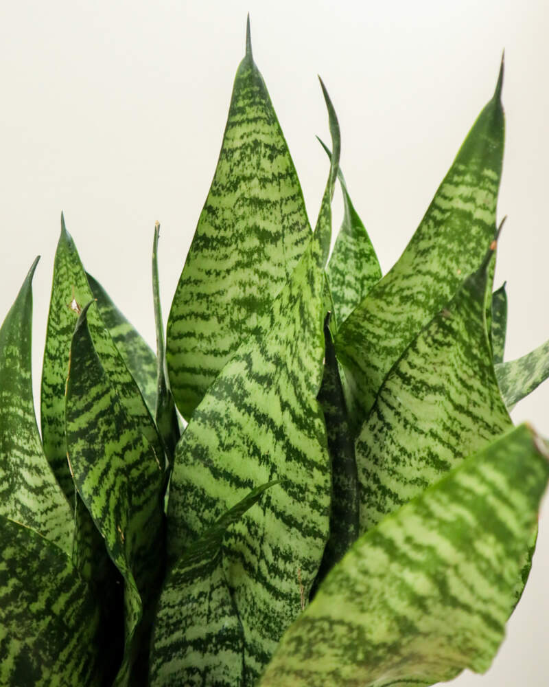 Sansevieria trifasciata ‘Robusta’ | PlantVine