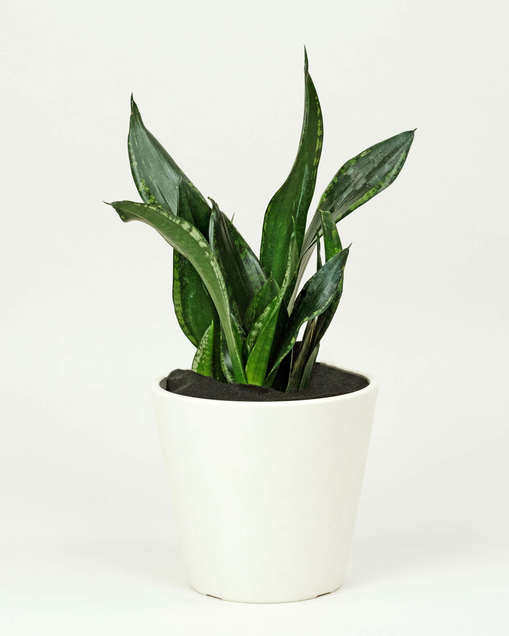 Sansevieria trifasciata ‘Whitney’ | PlantVine