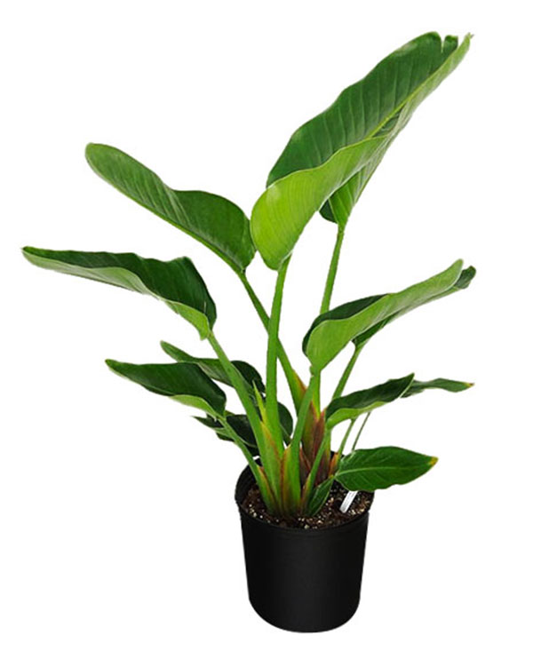 Buy Strelitzia nicolai, White Bird of Paradise | Free ...