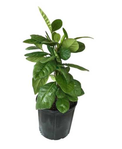Tahitian Gardenia | PlantVine