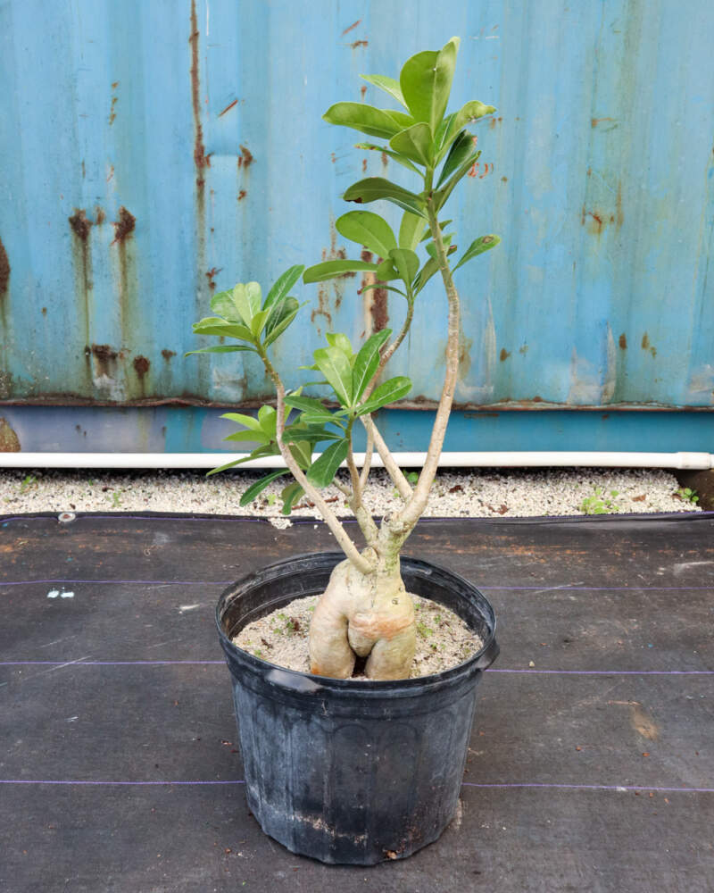 Desert Rose (Adenium obesum) – Baton Rouge Succulent Co