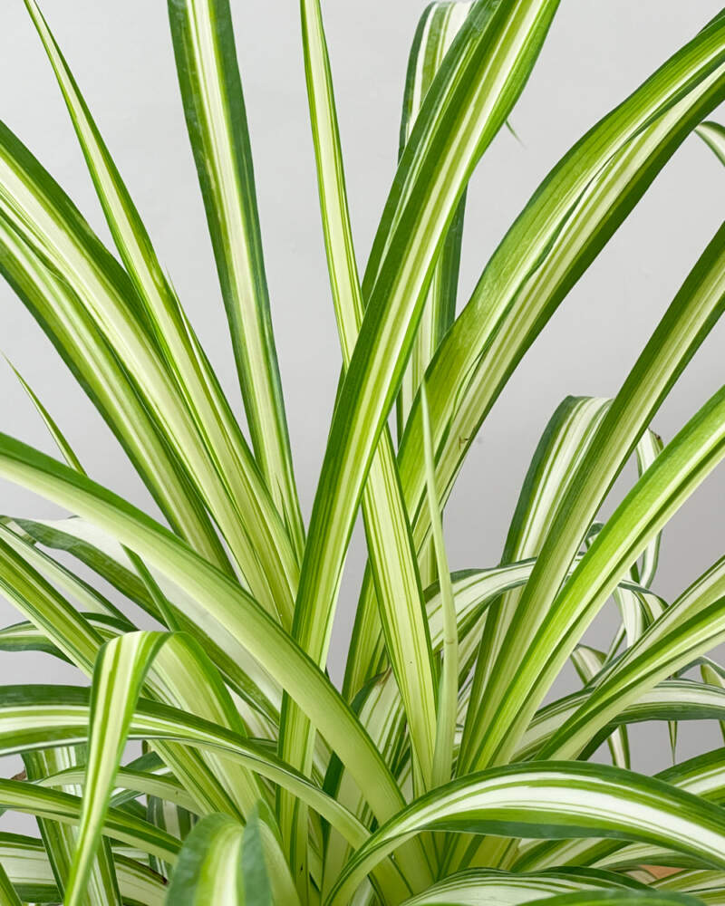 6 Reasons You Should Get A Spider Plant For Your Home