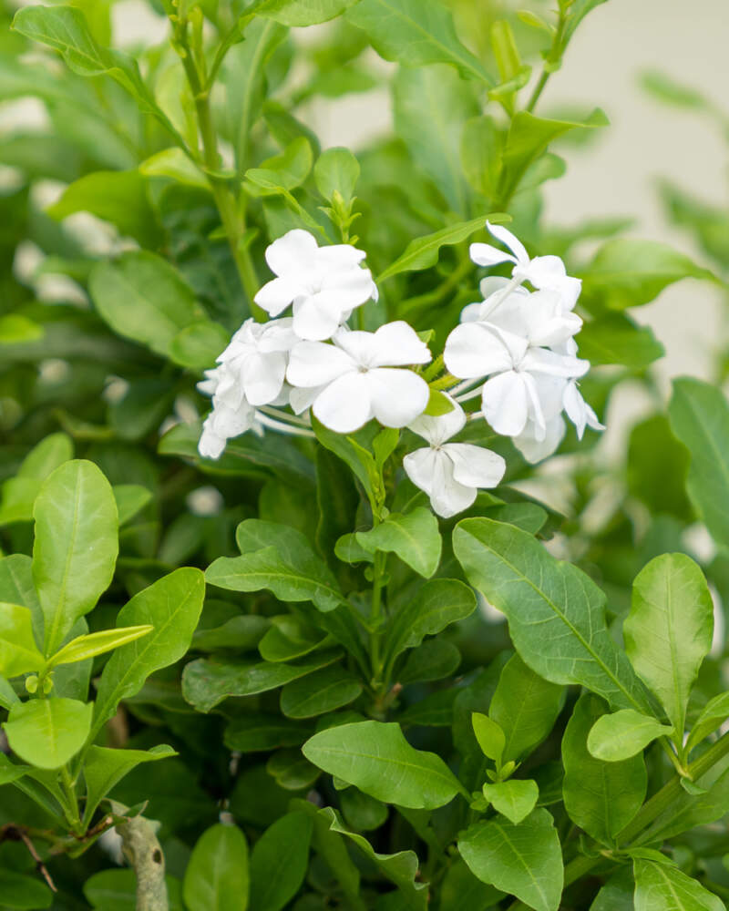 Plumbago auriculata ‘Alba’, White Plumbago | PlantVine