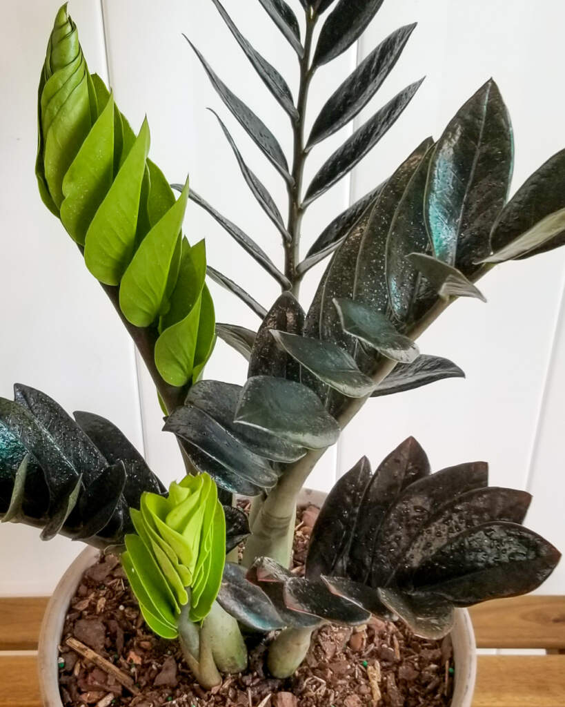 Zamioculcas zamiifolia, Black Raven ZZ Plant, Ultra Rare Black Leaf ZZ