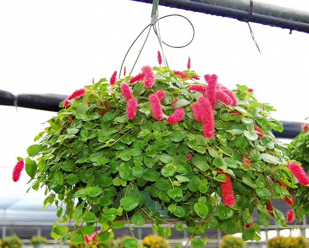 Acalypha hispida, Chenille Plant PlantVine