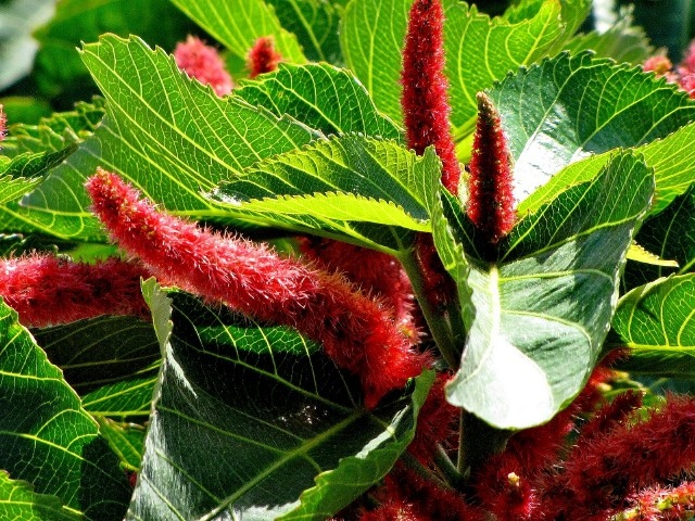 Acalypha hispida, Chenille Plant PlantVine