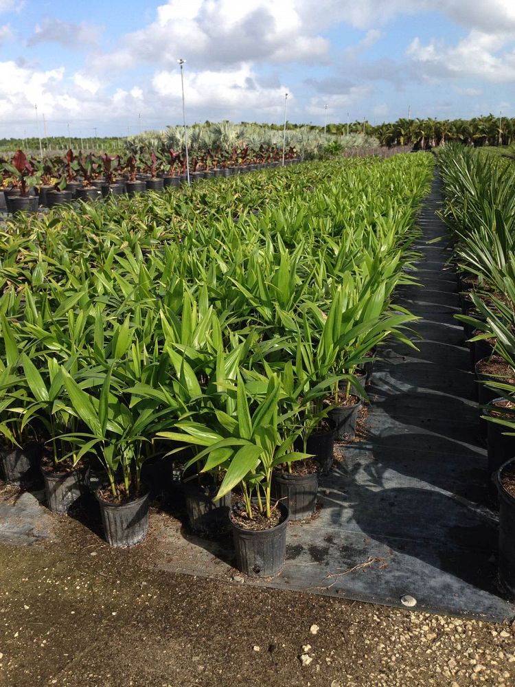 Veitchia merrillii, Christmas Palm, Adonidia merrillii | PlantVine