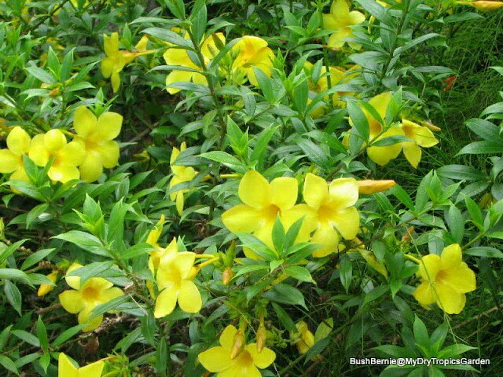  Allamanda  compacta Dwarf  Allamanda  PlantVine