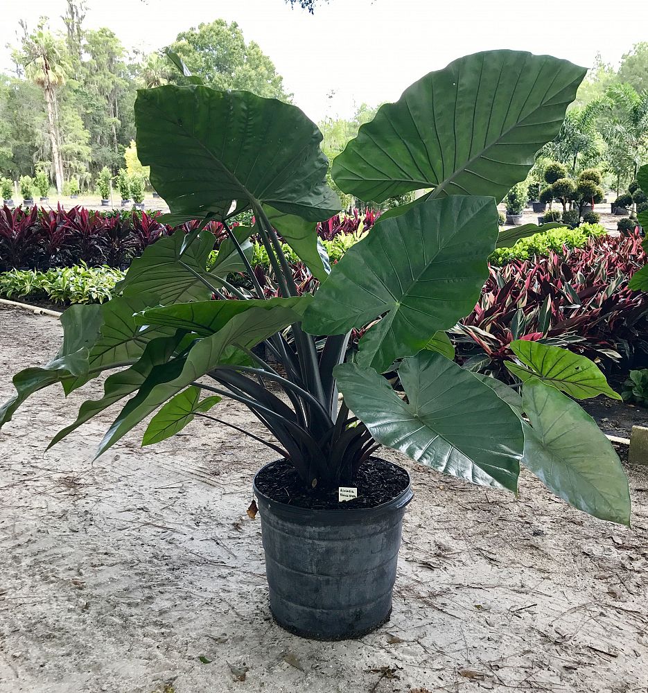 Black Elephant Ear Plant - Plant Ideas