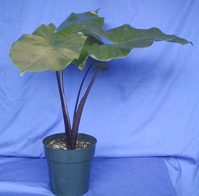 Alocasia macrorrhiza 'Black Stem', Elephant Ear | PlantVine