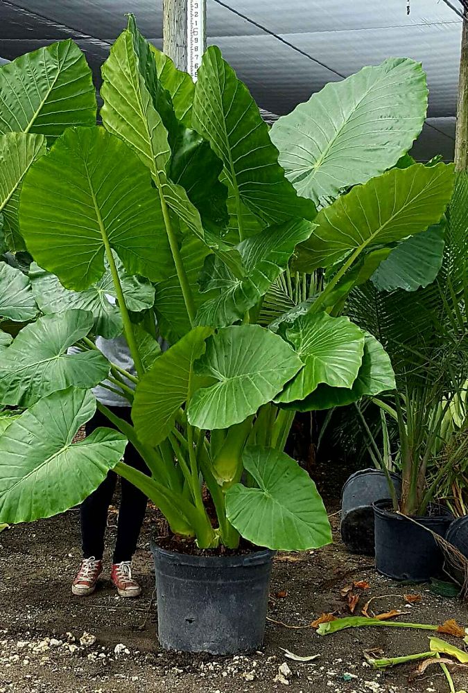 Alocasia Macrorrhiza Borneo Giant Elephant Ear Plantvine 4932