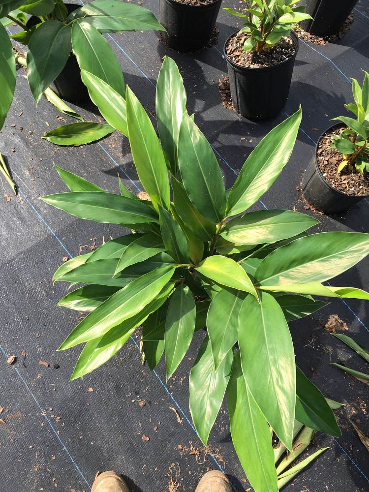 Alpinia zerumbet, Shell Ginger - Green | PlantVine