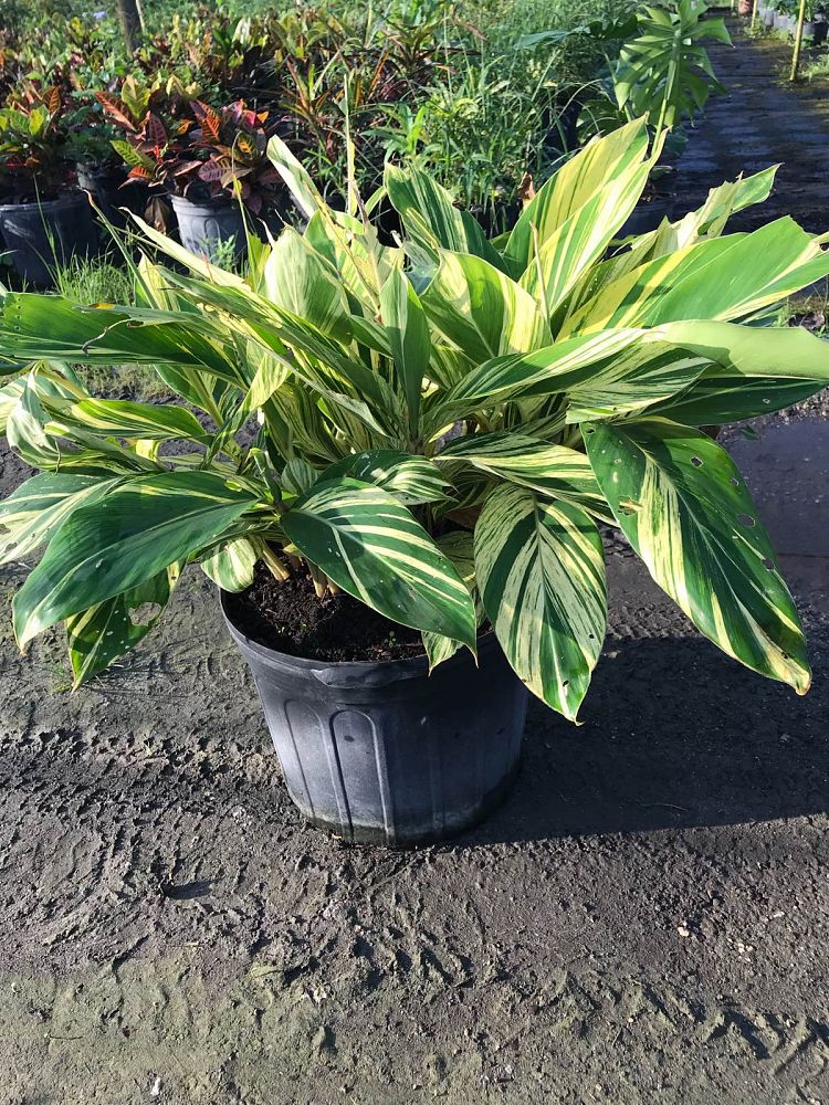 Alpinia zerumbet 'Variegata', Shell Ginger – Variegated | PlantVine