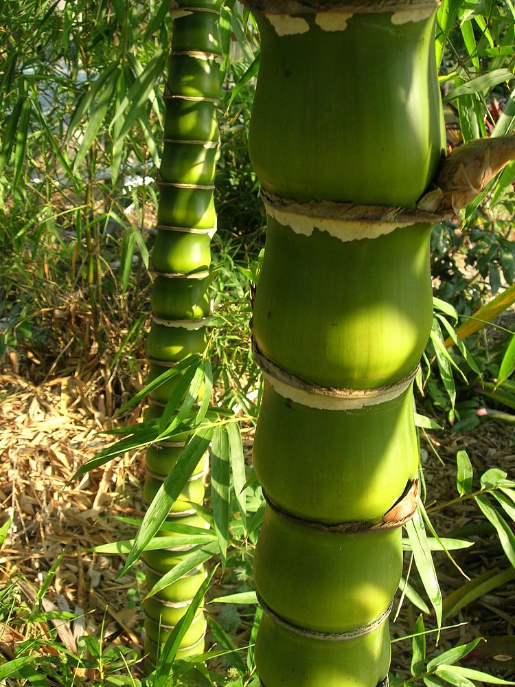 plant shop bali Thai standing buddha – bali mystique