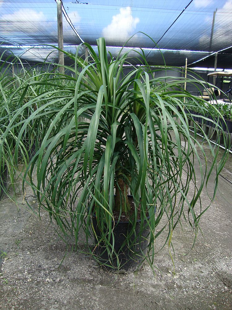 Beaucarnea guatemalensis, Red Ponytail Plant, Guatemala ...