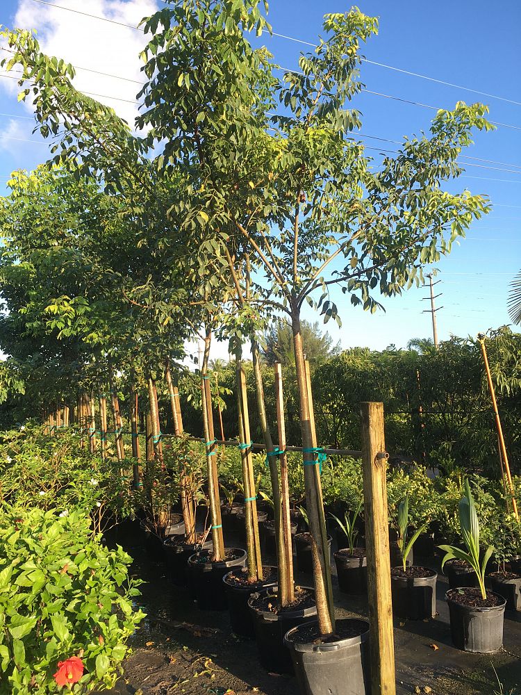 gumbo limbo tree plant care