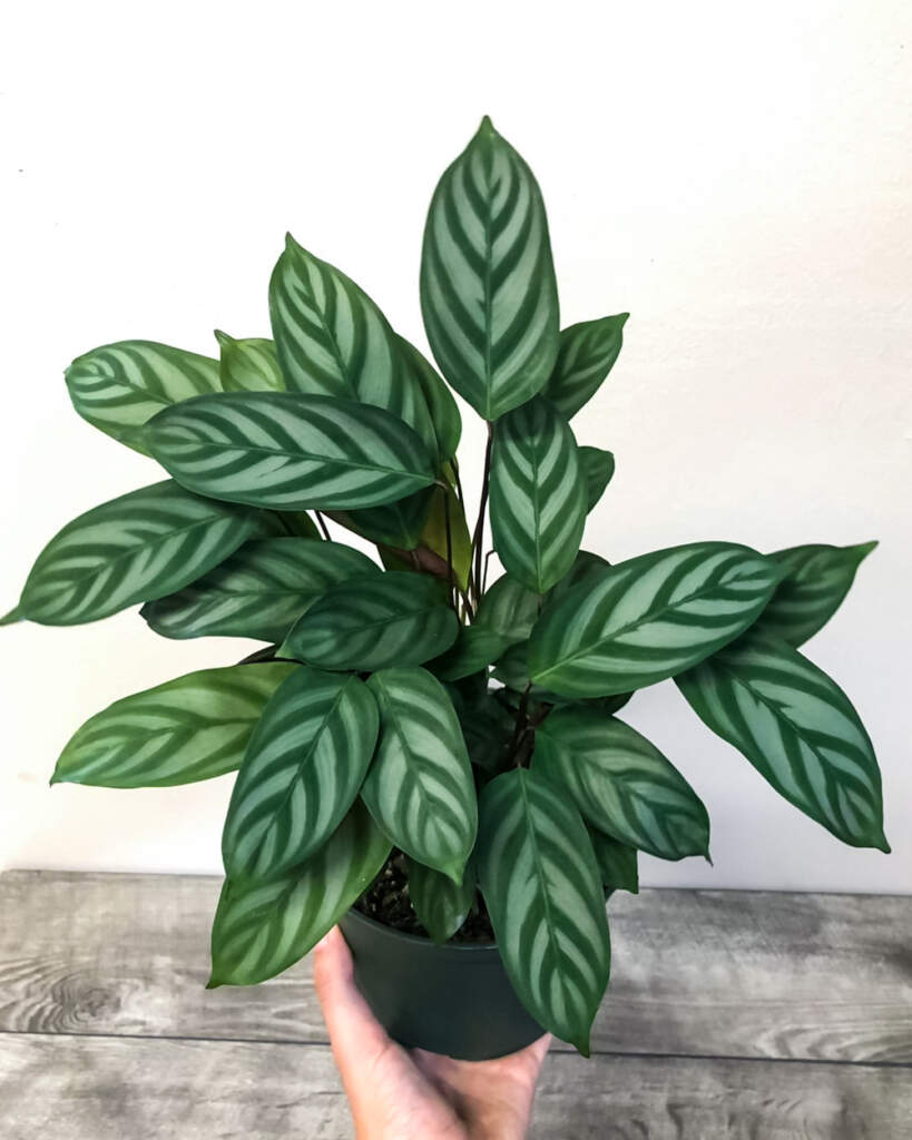 Calathea Or Prayer Plant Care Guide Plantvine