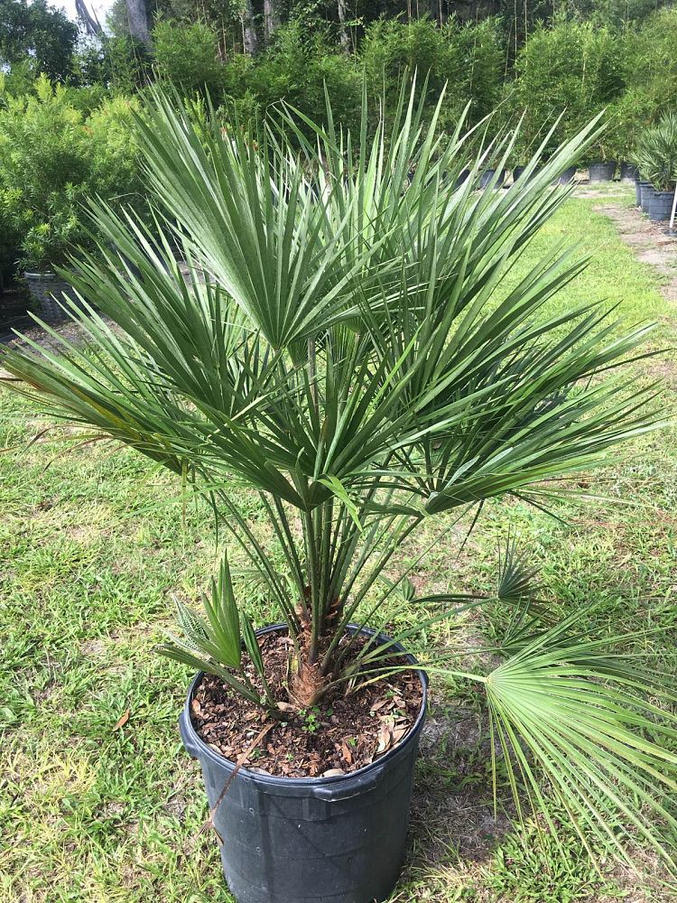 Chamaerops humilis, European Fan Palm, Mediterranean Fan Palm PlantVine