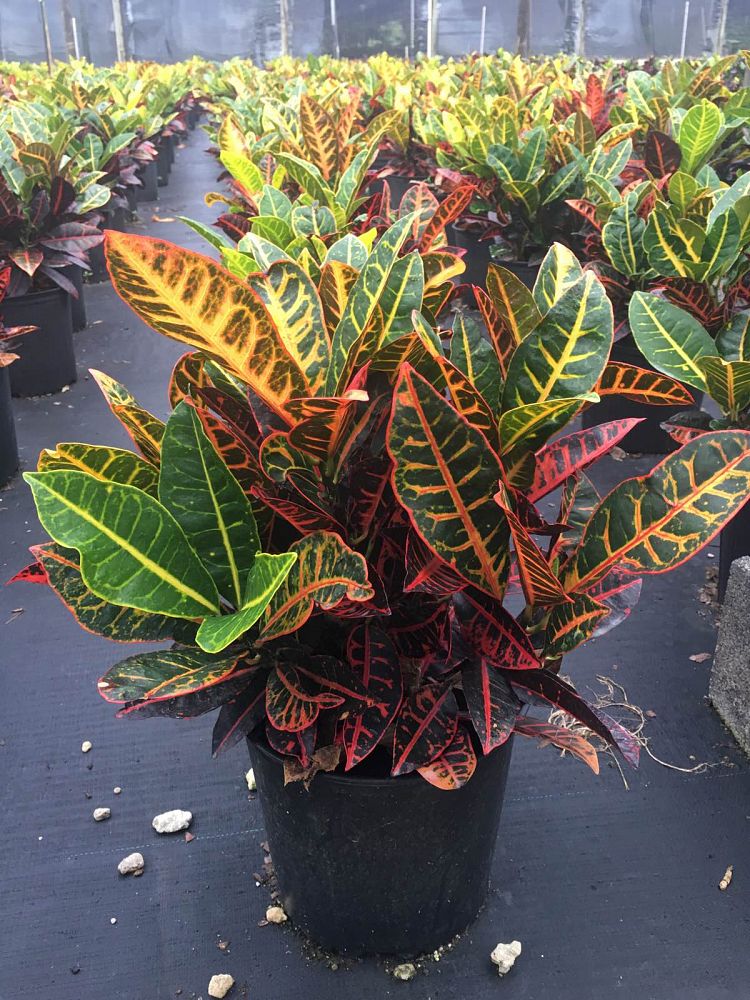 Codiaeum variegatum �Petra�, Croton PlantVine