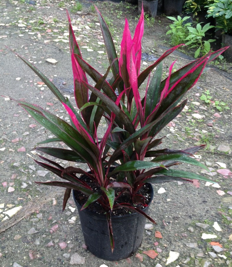 cordyline red spike plant