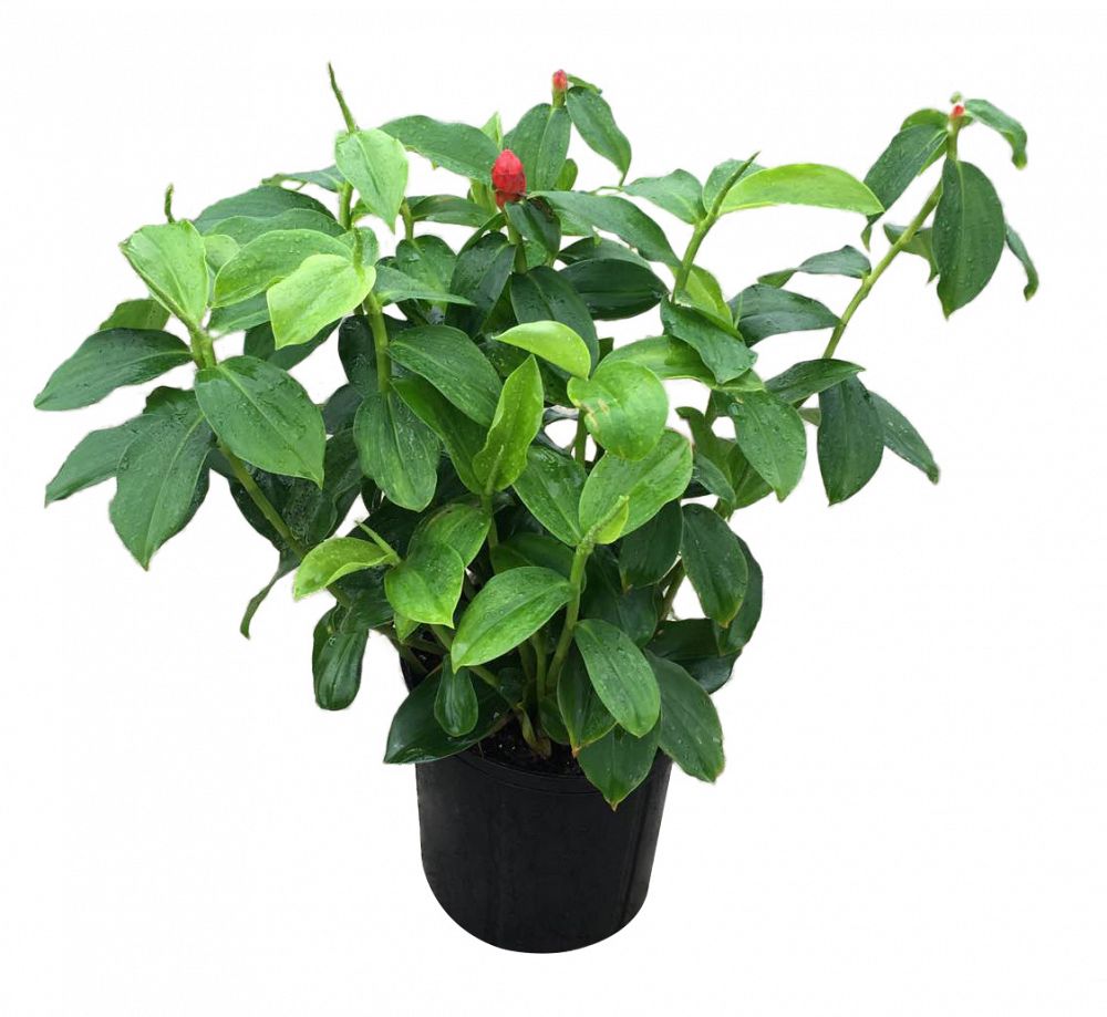 red button ginger plant price