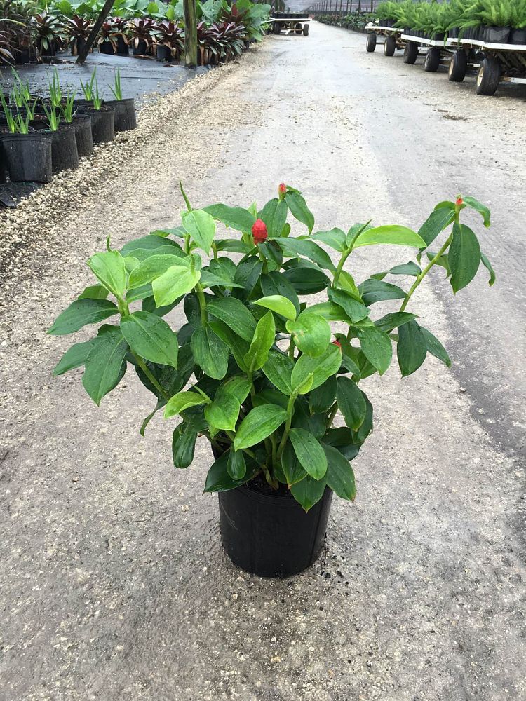 red button ginger plant price