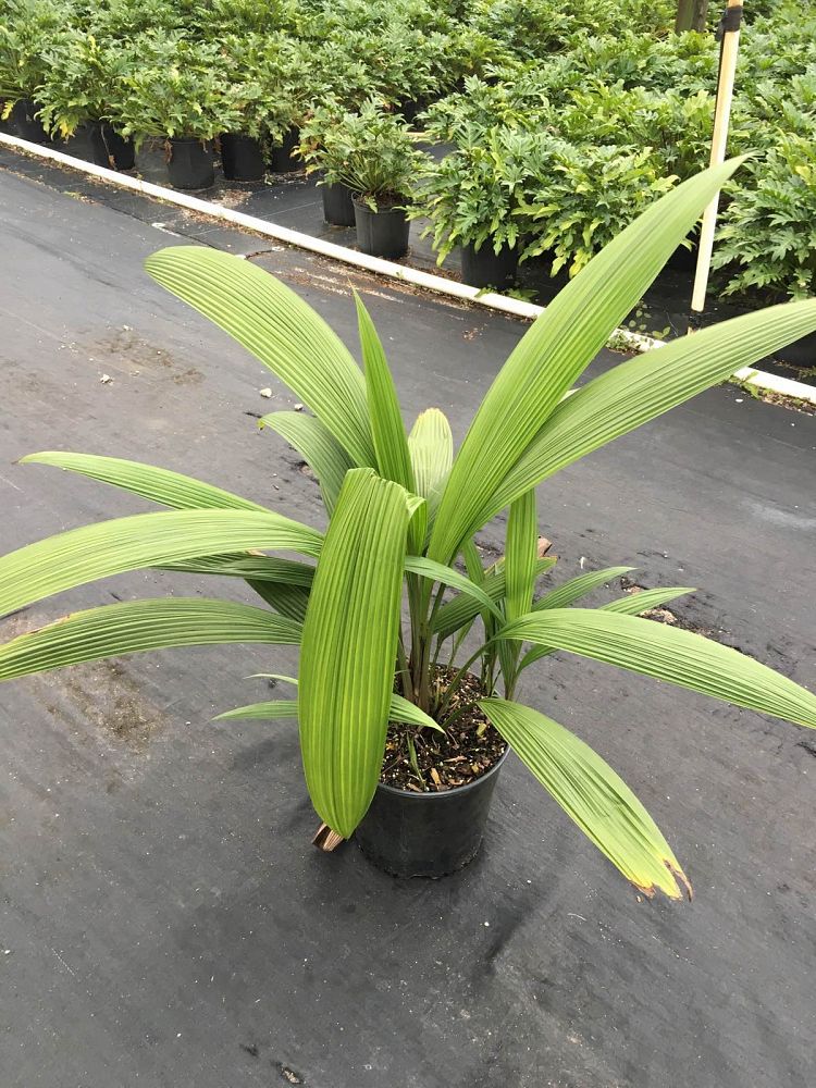 Curculigo Capitulata Palm Grass PlantVine