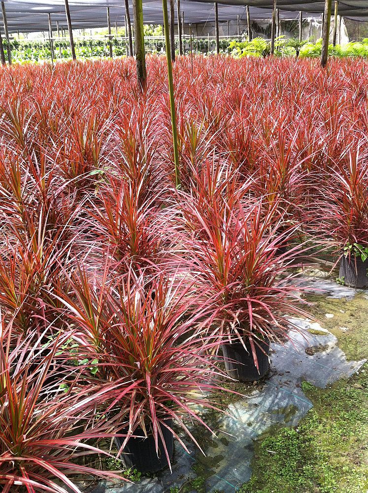 Dracaena marginata 'Colorama', Madagascar Dragon Tree | PlantVine