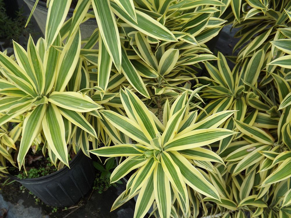 Dracaena reflexa 'Song of India', Pleomele, Dracaena ...