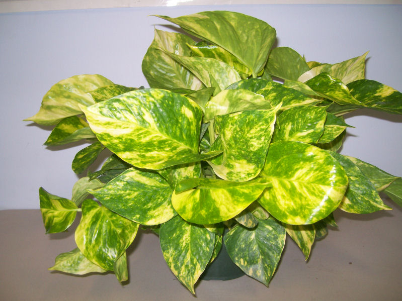 Epipremnum aureum, Golden Pothos Vine, Devil's Ivy ...