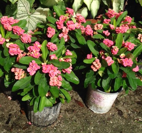 Euphorbia milii 'Pink Cadillac', Crown of thorns | PlantVine