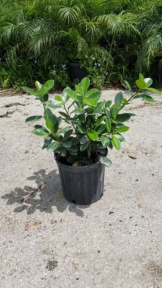 Ficus microcarpa 'Green Island', Ficus 'Green Island' PlantVine