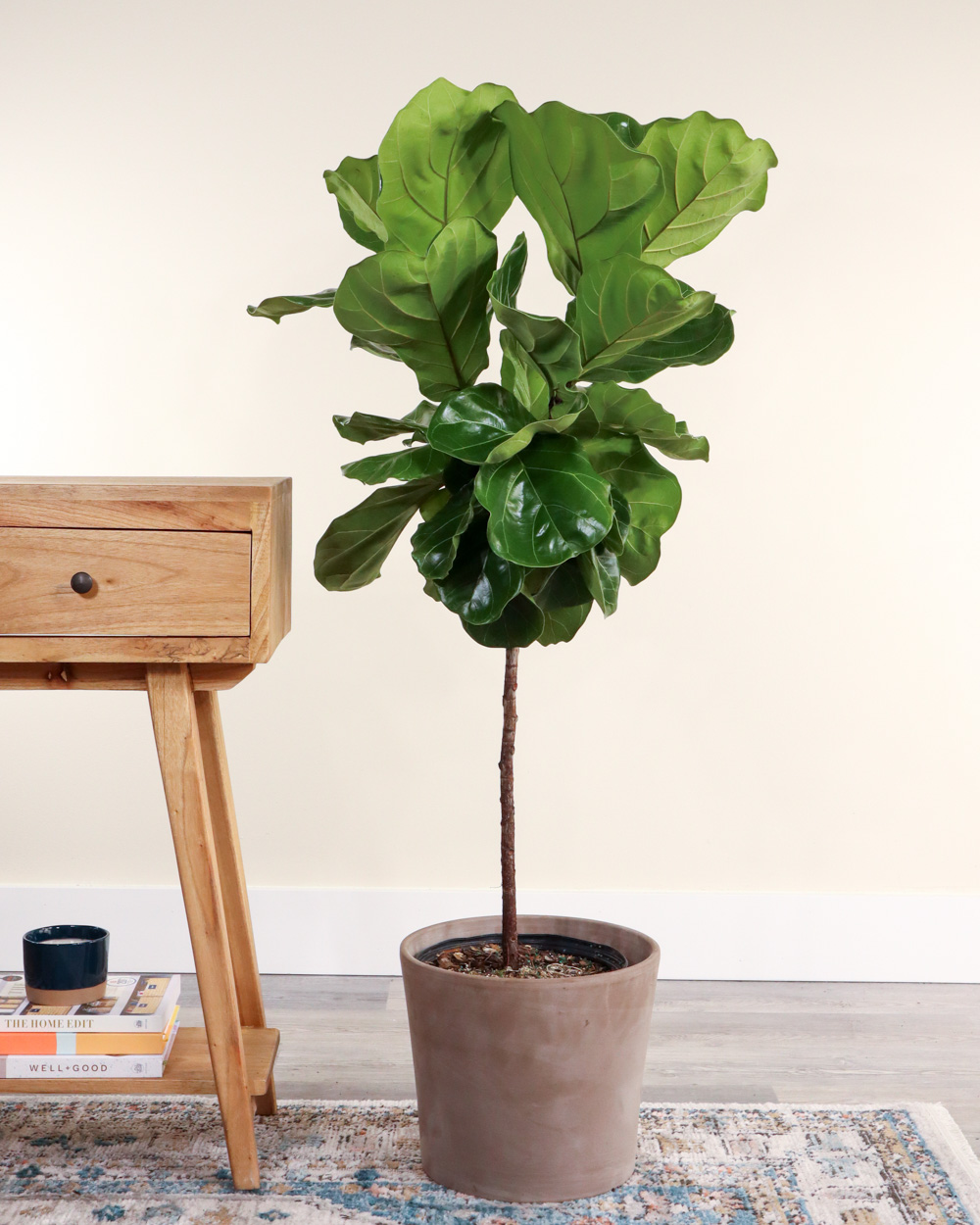 Fiddle Leaf Fig, Ficus Lyrata Plant For Indoors/Outdoors