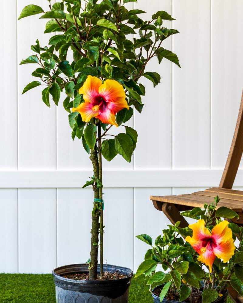 Tropical Hibiscus 'Fiesta' Topiary