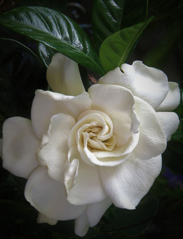  Gardenia  jasminoides Aimee  Yashioka Cape Jasmine 