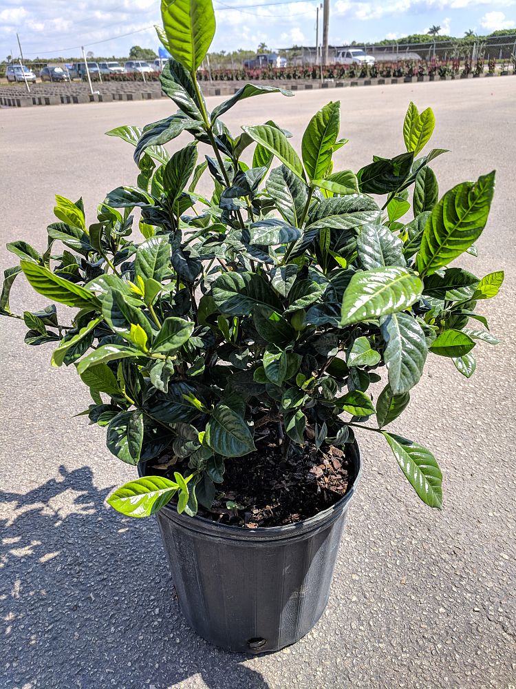  Gardenia  jasminoides Aimee  Yashioka Cape Jasmine 