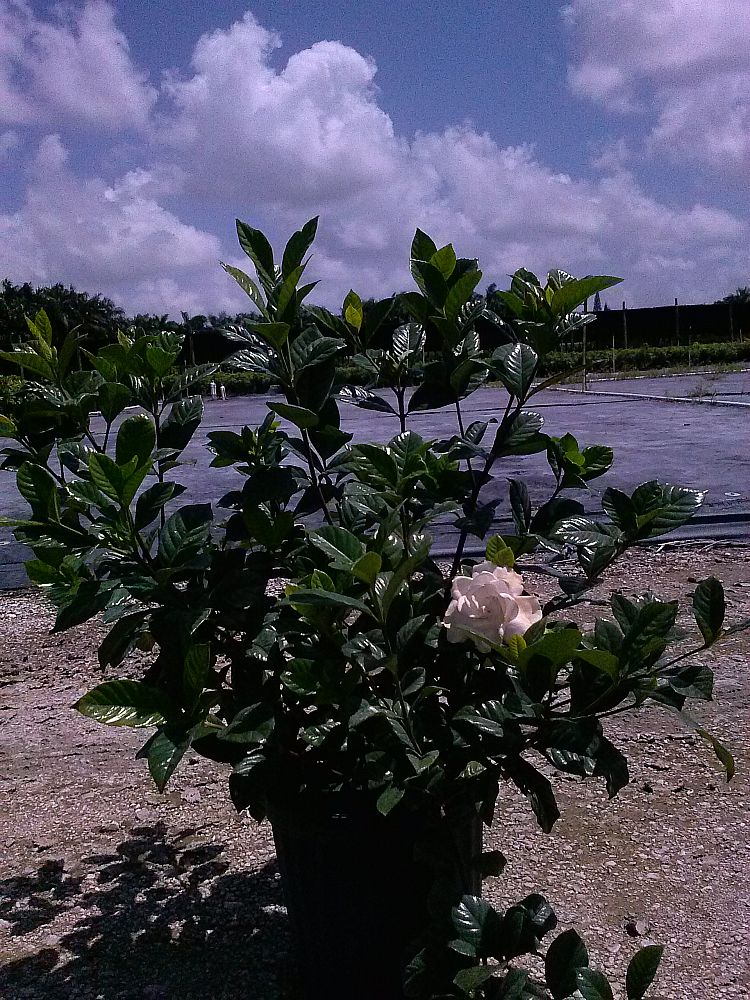  Gardenia jasminoides Aimee Yashioka Cape Jasmine 