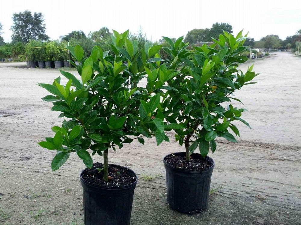 Gardenia jasminoides 'Miami Supreme', Cape Jasmine